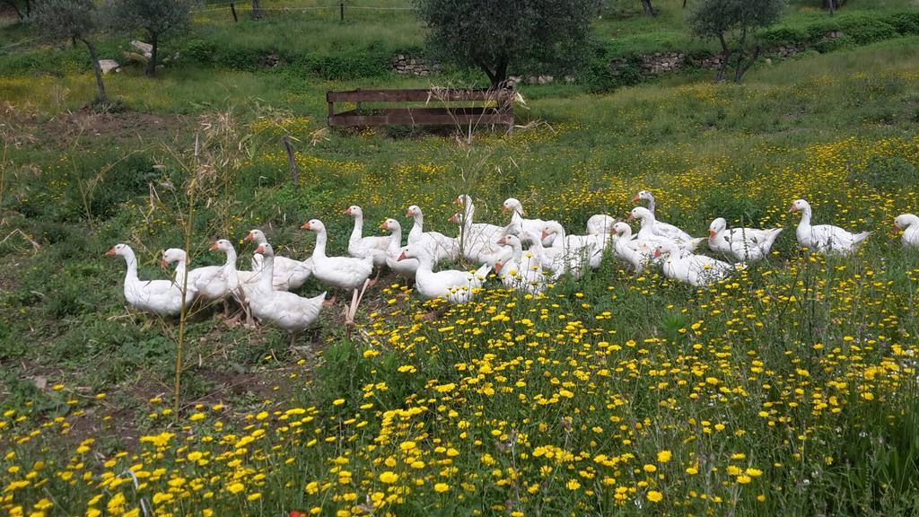 Agriturismo Villa Val D'Olivi Capodacqua  Eksteriør bilde